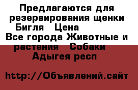 Предлагаются для резервирования щенки Бигля › Цена ­ 40 000 - Все города Животные и растения » Собаки   . Адыгея респ.